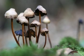The Mushroom People