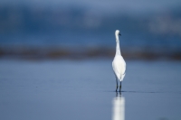 It Can Be Everything